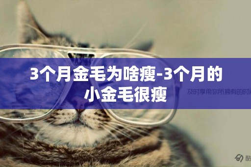 3個月金毛為啥瘦-3個月的小金毛很瘦