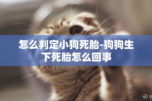 怎么判定小狗死胎-狗狗生下死胎怎么回事