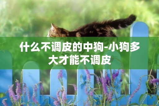 什么不調皮的中狗-小狗多大才能不調皮