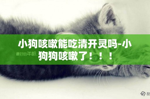 小狗咳嗽能吃清開靈嗎-小狗狗咳嗽了！！！