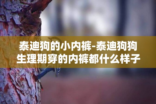 泰迪狗的小內褲-泰迪狗狗生理期穿的內褲都什么樣子的