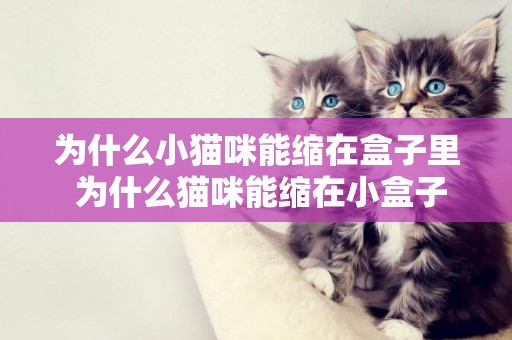 為什么小貓咪能縮在盒子里 為什么貓咪能縮在小盒子里