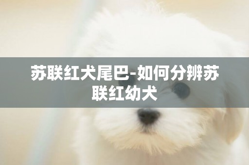 蘇聯紅犬尾巴-如何分辨蘇聯紅幼犬