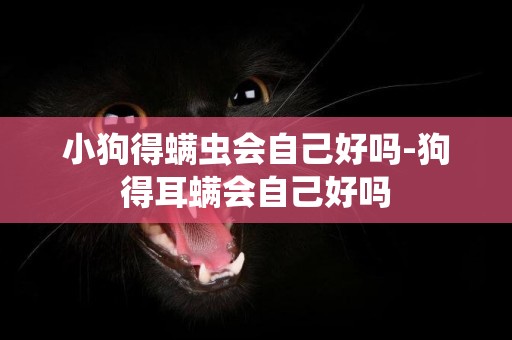 小狗得螨蟲會自己好嗎-狗得耳螨會自己好嗎