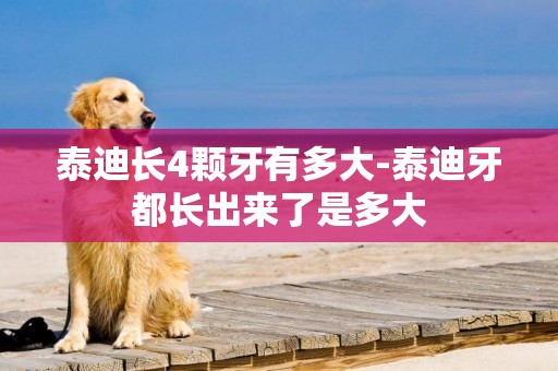 泰迪長4顆牙有多大-泰迪牙都長出來了是多大