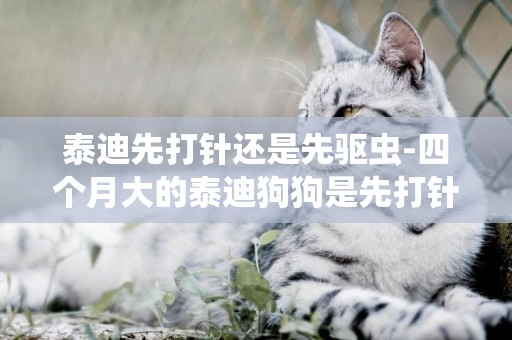 泰迪先打針還是先驅蟲-四個月大的泰迪狗狗是先打針還是先驅蟲