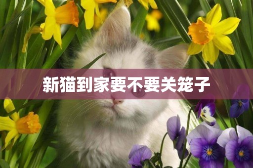 新貓到家要不要關籠子