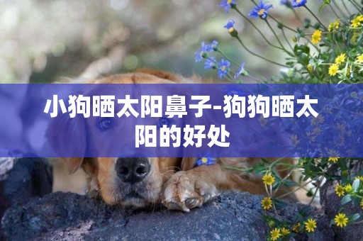 小狗曬太陽鼻子-狗狗曬太陽的好處