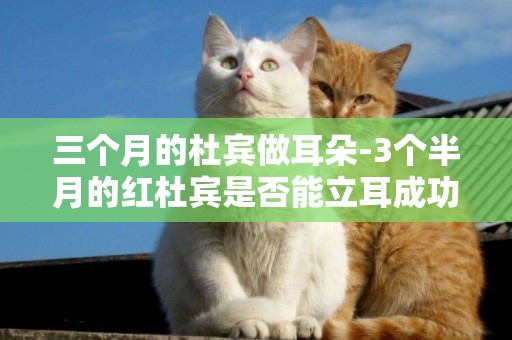 三個月的杜賓做耳朵-3個半月的紅杜賓是否能立耳成功.