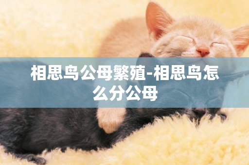 相思鳥公母繁殖-相思鳥怎么分公母