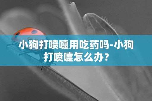 小狗打噴嚏用吃藥嗎-小狗打噴嚏怎么辦？
