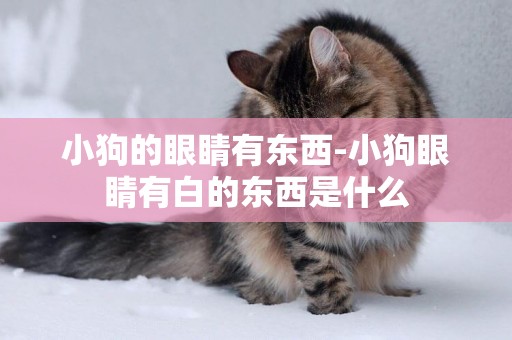 小狗的眼睛有東西-小狗眼睛有白的東西是什么