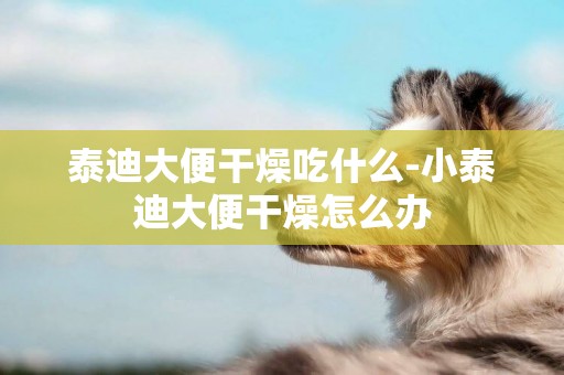 泰迪大便干燥吃什么-小泰迪大便干燥怎么辦