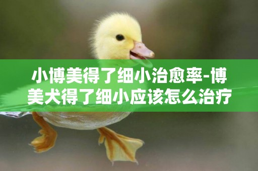 小博美得了細小治愈率-博美犬得了細小應該怎么治療