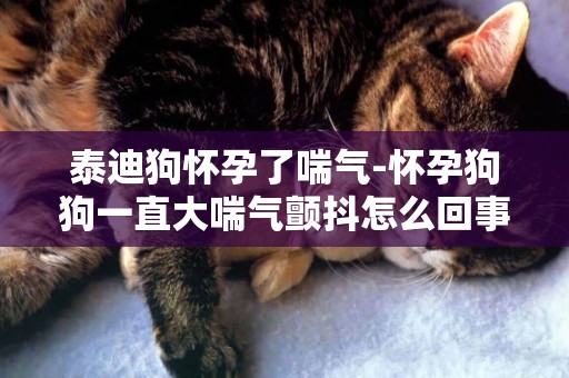 泰迪狗懷孕了喘氣-懷孕狗狗一直大喘氣顫抖怎么回事