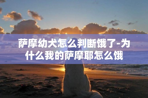 薩摩幼犬怎么判斷餓了-為什么我的薩摩耶怎么餓