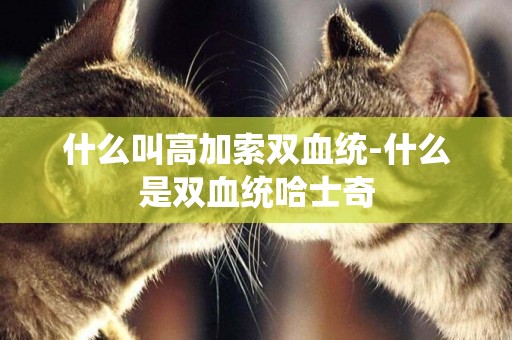 什么叫高加索雙血統-什么是雙血統哈士奇