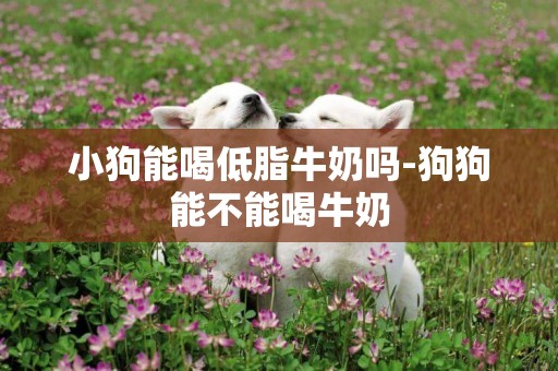 小狗能喝低脂牛奶嗎-狗狗能不能喝牛奶