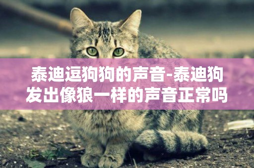 泰迪逗狗狗的聲音-泰迪狗發出像狼一樣的聲音正常嗎