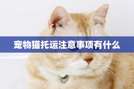 寵物貓托運注意事項有什么