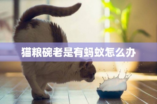 貓糧碗老是有螞蟻怎么辦