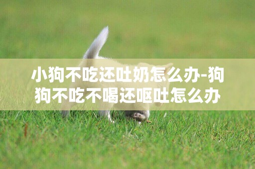 小狗不吃還吐奶怎么辦-狗狗不吃不喝還嘔吐怎么辦