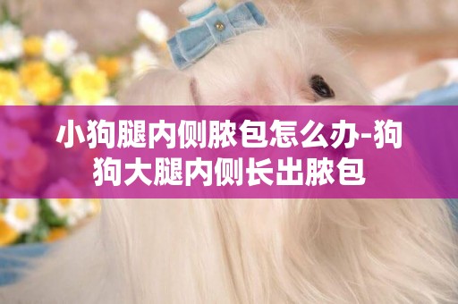 小狗腿內側膿包怎么辦-狗狗大腿內側長出膿包