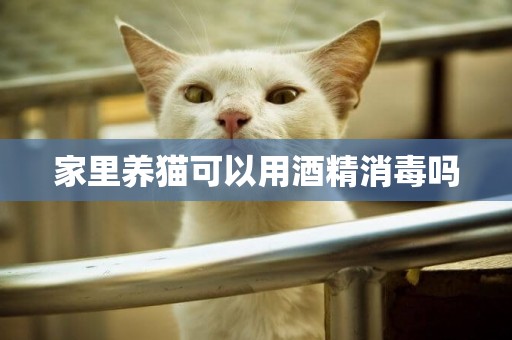 家里養貓可以用酒精消毒嗎