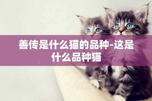善傳是什么貓的品種-這是什么品種貓