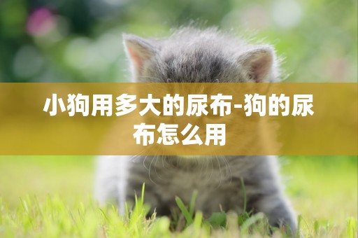 小狗用多大的尿布-狗的尿布怎么用
