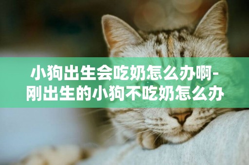 小狗出生會吃奶怎么辦啊-剛出生的小狗不吃奶怎么辦？