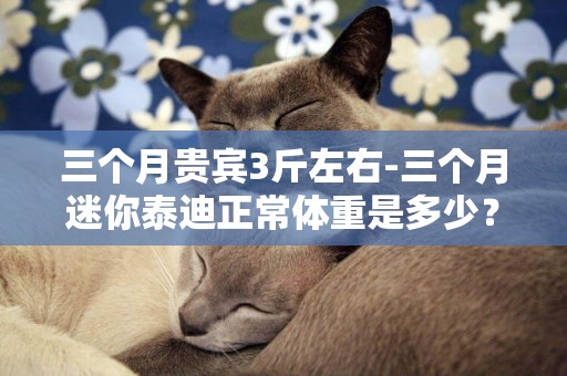 三個月貴賓3斤左右-三個月迷你泰迪正常體重是多少？
