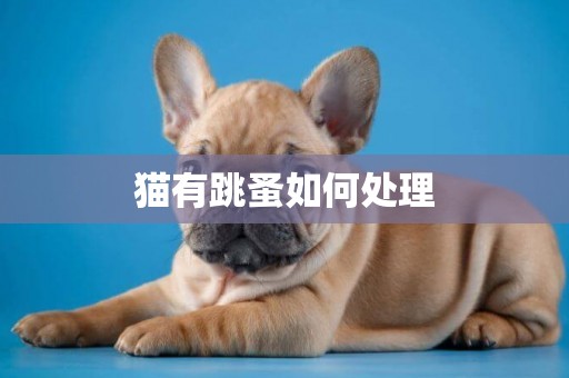 貓有跳蚤如何處理
