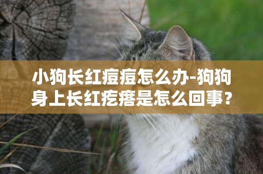 小狗長紅痘痘怎么辦-狗狗身上長紅疙瘩是怎么回事？