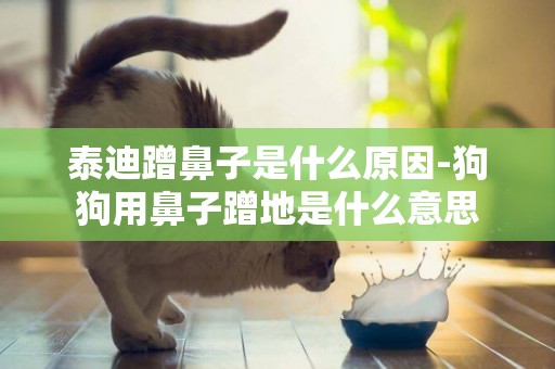 泰迪蹭鼻子是什么原因-狗狗用鼻子蹭地是什么意思