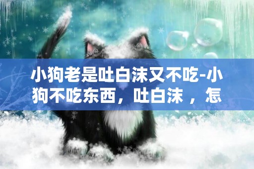 小狗老是吐白沫又不吃-小狗不吃東西，吐白沫 ，怎么回事啊～