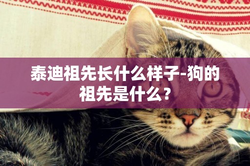 泰迪祖先長什么樣子-狗的祖先是什么？