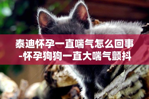 泰迪懷孕一直喘氣怎么回事-懷孕狗狗一直大喘氣顫抖怎么回事