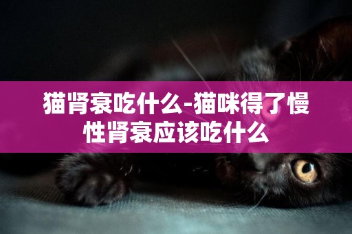 貓腎衰吃什么-貓咪得了慢性腎衰應該吃什么