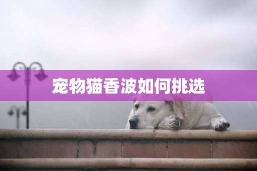 寵物貓香波如何挑選