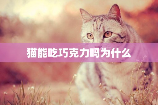 貓能吃巧克力嗎為什么