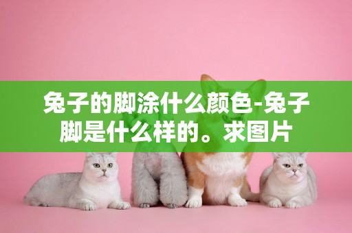 兔子的腳涂什么顏色-兔子腳是什么樣的。求圖片