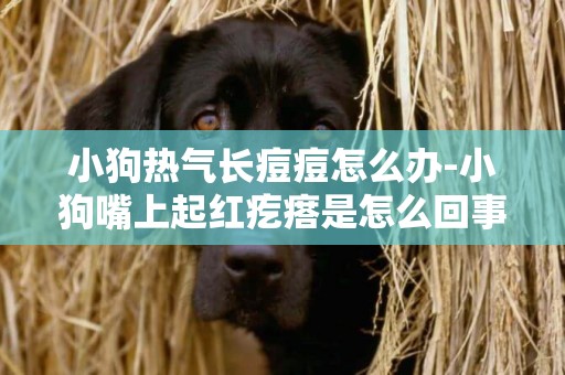 小狗熱氣長痘痘怎么辦-小狗嘴上起紅疙瘩是怎么回事？