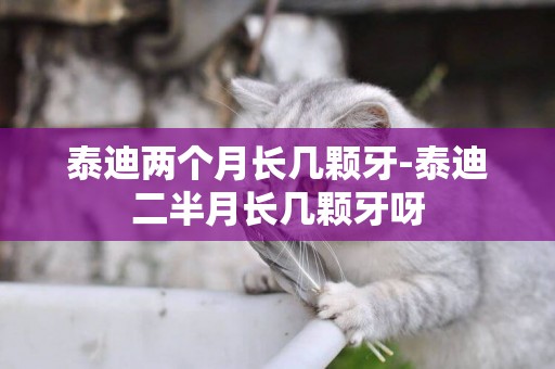 泰迪兩個月長幾顆牙-泰迪二半月長幾顆牙呀
