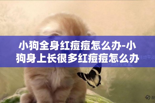 小狗全身紅痘痘怎么辦-小狗身上長很多紅痘痘怎么辦