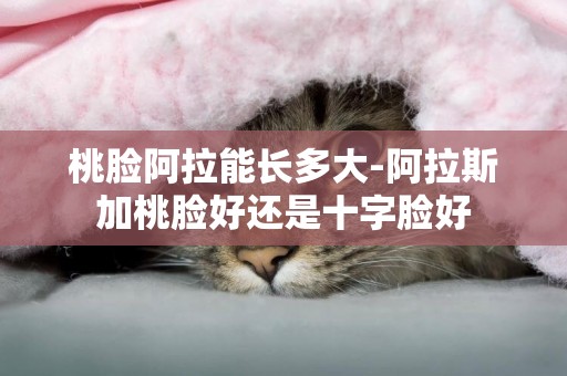 桃臉阿拉能長多大-阿拉斯加桃臉好還是十字臉好