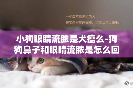 小狗眼睛流膿是犬瘟么-狗狗鼻子和眼睛流膿是怎么回事啊？