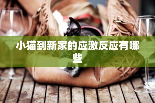 小貓到新家的應激反應有哪些