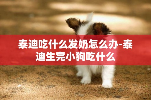 泰迪吃什么發奶怎么辦-泰迪生完小狗吃什么