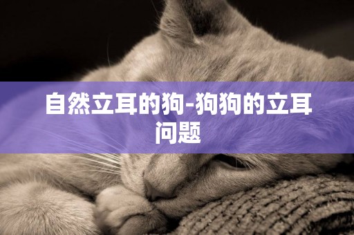 自然立耳的狗-狗狗的立耳問題
